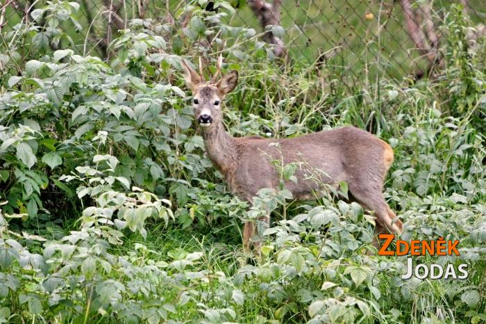 Zvířata
